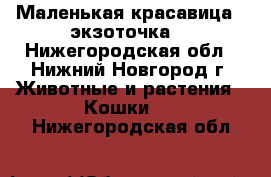 Маленькая красавица - экзоточка. - Нижегородская обл., Нижний Новгород г. Животные и растения » Кошки   . Нижегородская обл.